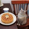Waffles_Cat_18052020165433.jpg