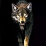 Wolfkrieger